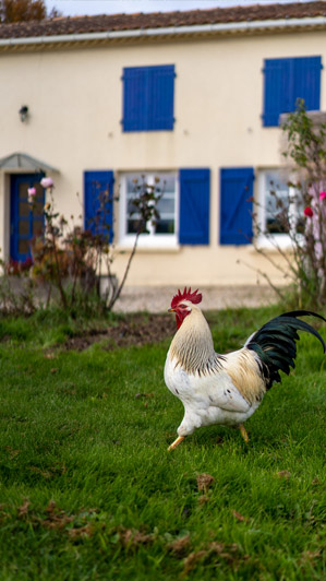 Coq à La Closerie du Chêne Bleu, location de chambres d'hôtes près de Bordeaux